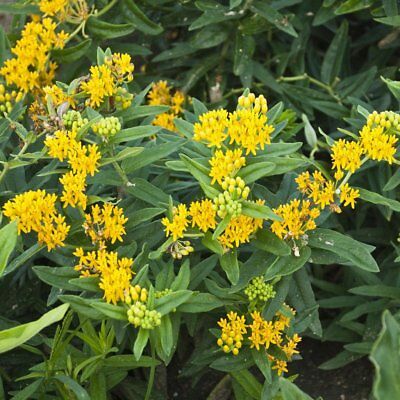 มิลค์หวีด (Milkweed) คละ / 15 เม็ด