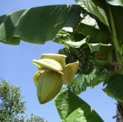 กล้วยไห่หนาน (Hainan Banana) / 50 เม็ด (China)