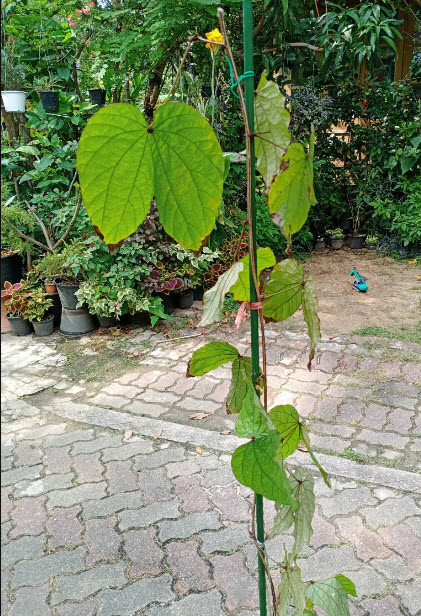 ต้นใบไม้สีทอง หรือย่านดาโอ๊ะ ไม้หายาก กระถาง 8 นิ้ว สูง 60-80 ซ.ม.