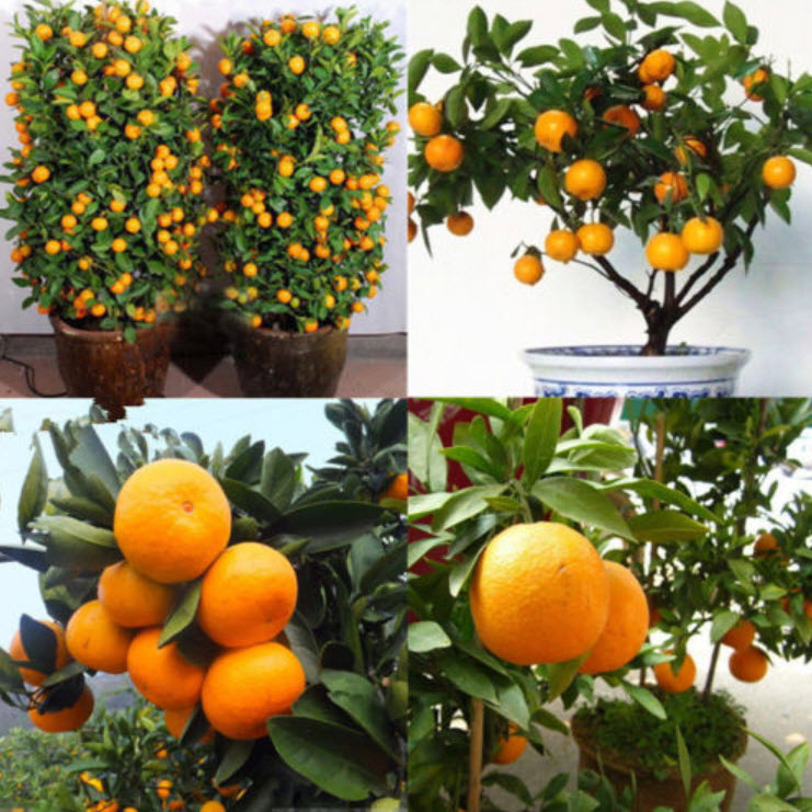 ส้ม แมนดาริน (Mandarin orange) / 30 เม็ด