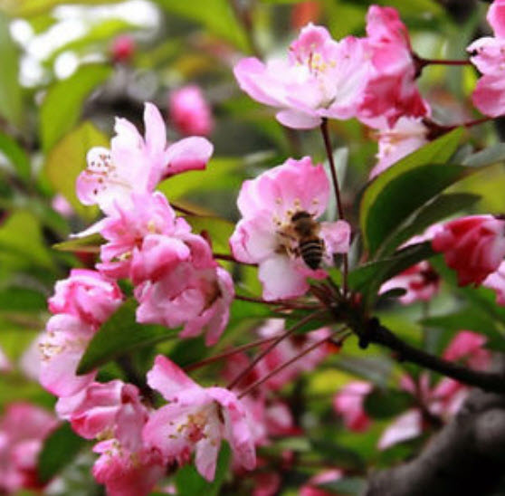 บีโกเนีย (Begonia) คละ / 100 เม็ด