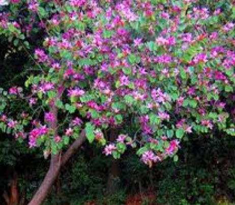 ชงโค (Purple Orchid) / 20 เม็ด (ไทย)