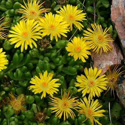 ไอซ์แพล้นท์ (Ice Plant) สีเหลือง / 100 เม็ด (USA)