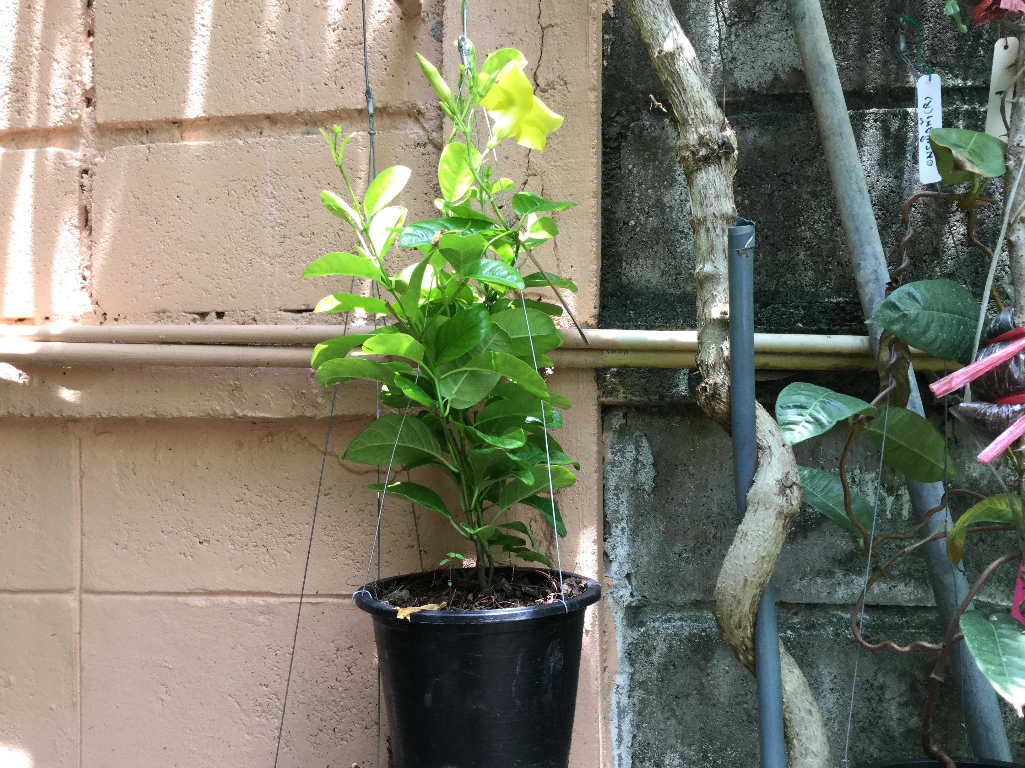 ต้นจันทร์กระจ่างฟ้า (Yellow dipladenia) กระถาง 6 นิ้ว / ต้น