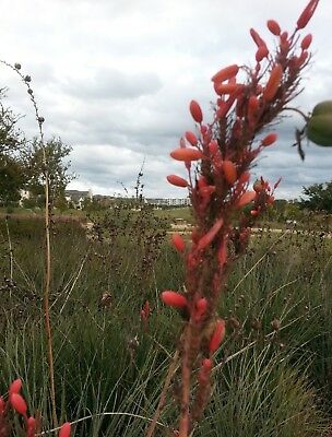 ยุกคาแดงเท็กซัส (Texas Red Yucca) / 10 เม็ด (Texas, USA)