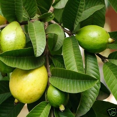 ฝรั่งเหลือง (Yellow Guava) / 10 เม็ด (Australia)
