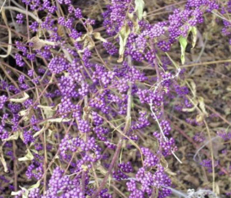 อเมริกันบิวตี้เบอรี่ (American Beauty Berry) หรือราชาไข่มุก / 20 เม็ด (USA) *