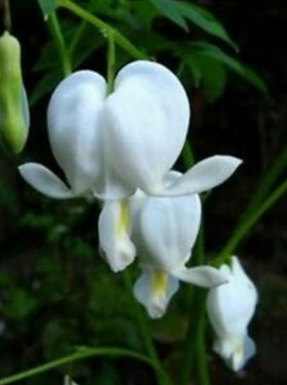 หทัยหยาดทิพย์ (Bleeding Heart) สีขาว / 10 เม็ด