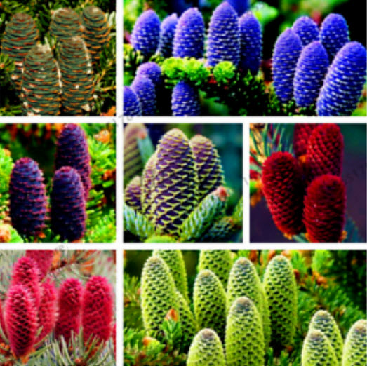 สนเกาหลี (Abies Koreana) คละสี / 100 เม็ด
