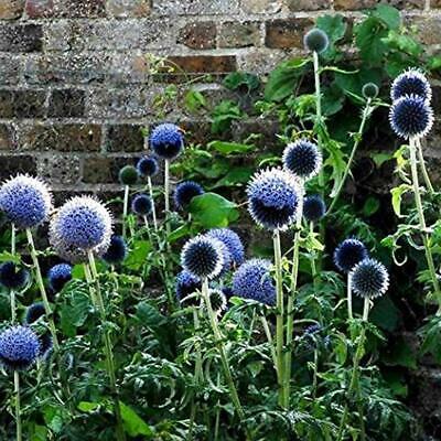 โกลบ ธิสเซิล (Globe Thistle) ดอกใหญ่ / 100 เม็ด (Singapore)*
