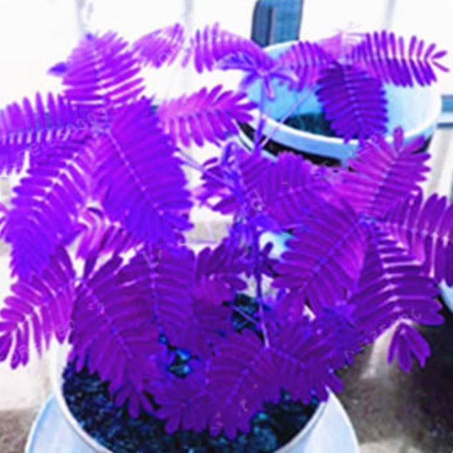 ไมยราบ (Sensitive plant) ใบสีม่วง / 15 เม็ด (นอก)