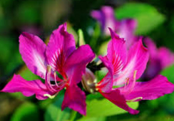 ชงโค (Purple Orchid) / 20 เม็ด (ไทย)