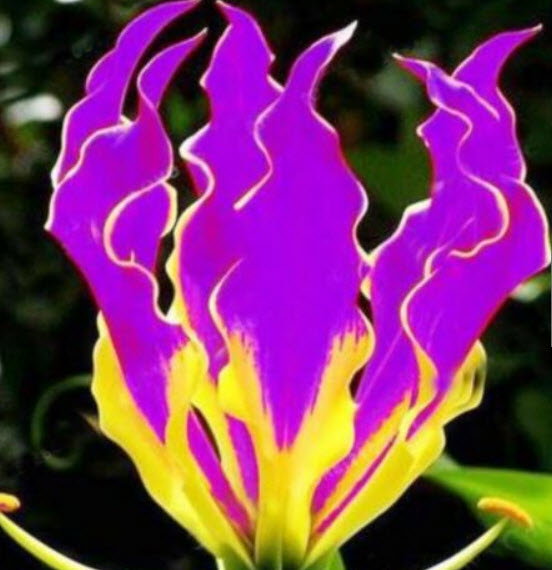 ดองดึง (Flame lily / Climbing lily) ดอกสีม่วง / 100 เม็ด