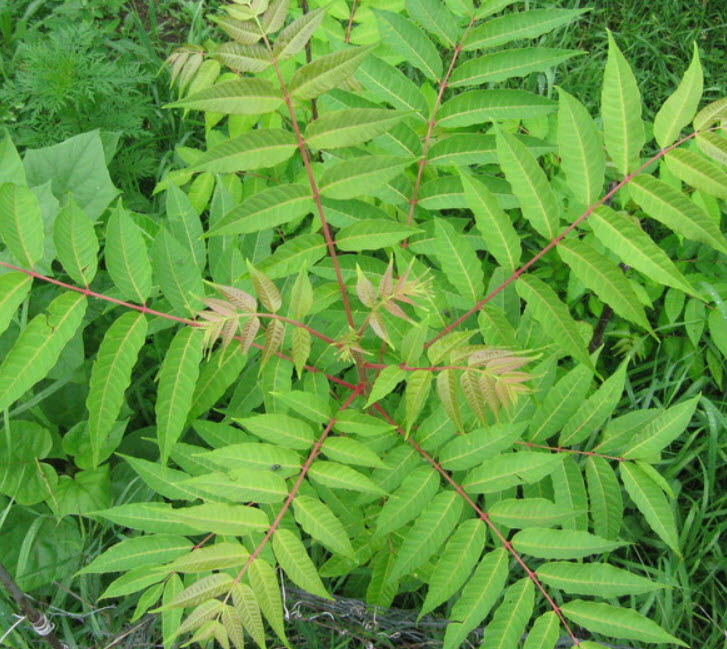มะฮ็อกกานีจีน (Chinese Mahogany) / 10 เม็ด (Australia)