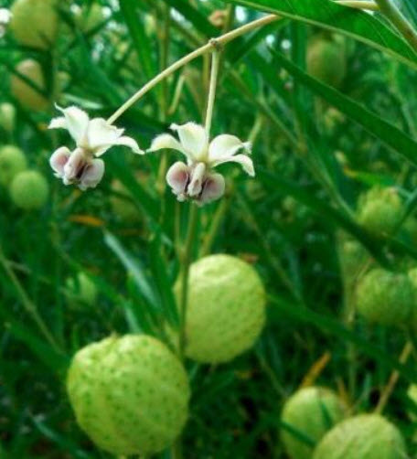 หงส์เหิร หรือ บอลลูน (balloon plant) / 25 เม็ด (Netherlands) *