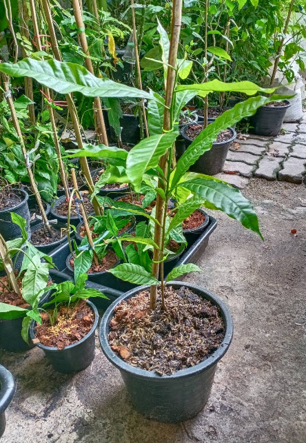 ต้น เอบิว อะบิว เอบิวไต้หวัน สูง 60-80 ซ.ม. รสชาดอร่อย