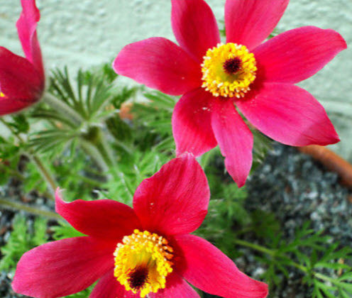 พาสคิว ฟลาวเวอร์แดง (Pasque flower Red) / 35 เม็ด (นอก)