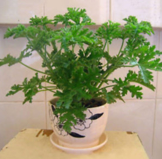 มอสซี บัสเตอร์ (Mozzie Buster) ต้นไม้ไล่ยุง / 100 เม็ด