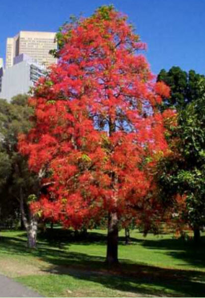 ต้นเพลิงภาณุ (Illawarra Flame Tree) กระถาง 8 นิ้ว สูง 30-45 ซ.ม. หายาก