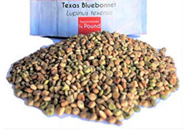 เท็กซัส บลูบอนเน็ต (Texas Bluebonnet) / 50 เม็ด (USA)