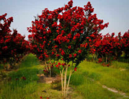 เมล็ดยี่เข่ง สีแดง / 5 เม็ด (ไทย)