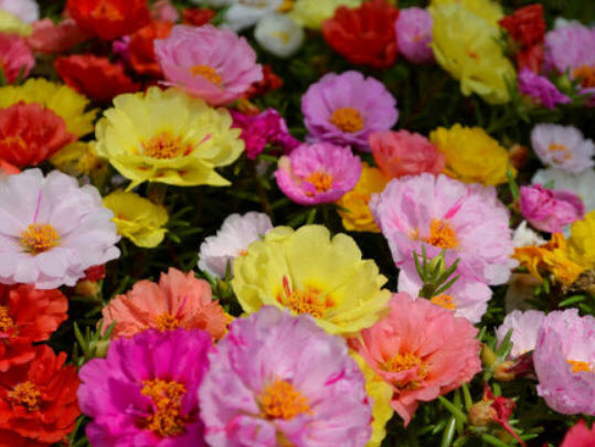 แพรเซี่ยงไฮ้ (Moss Rose) ซ้อน คละ / 3,500 เม็ด (UK)