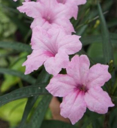 ต้นต้อยติ่งฝรั่ง สีชมพู ถุงดำ สูง 25-40 ซ.ม. / ต้น