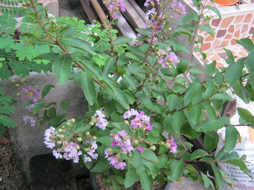 ต้นยี่เข่ง สีม่วงอ่อน (กระถาง)