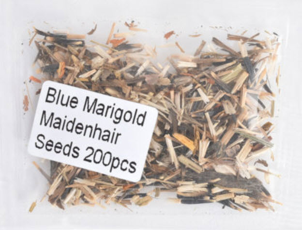 ดาวเรืองหม้อ สีน้ำเงิน/ฟ้า (Blue Marigold) / 100 เม็ด (China)