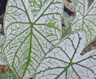 ต้นบอนสี อิเหนา กระถาง 4 นิ้ว สูง 5-20 ซ.ม. / ต้น