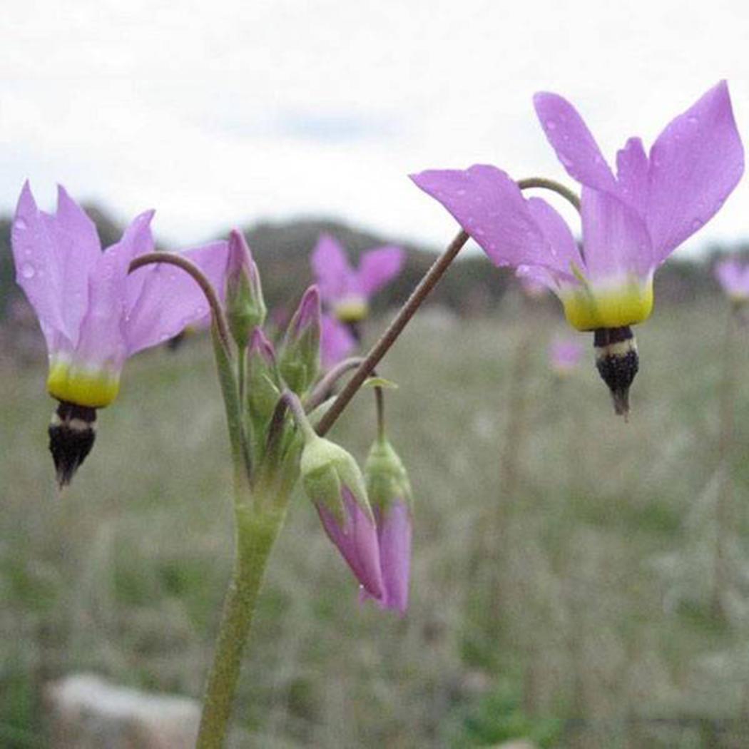 Shooting Star Flower สีม่วง / 25 เม็ด (นอก)