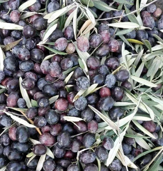 ต้นมะกอก โอลีฟ Olive เล็คซิโน่ Leccino อิตาลี สูง 60-100 ซ.ม. ต้นไม้นำเข้า