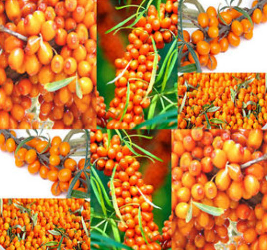 ซีบัคธอร์น (Sea Buckthorn) / 100 เม็ด