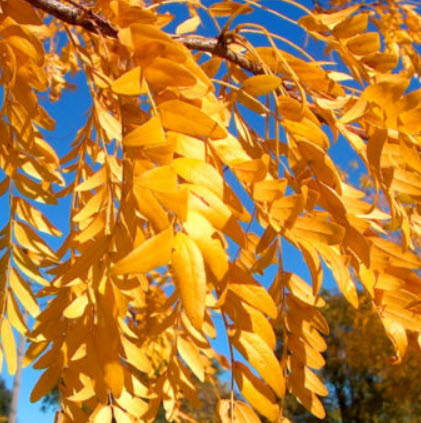 ฮันนี่ โลคัส (Honey Locust) บอนไซ / 25 เม็ด (UK)