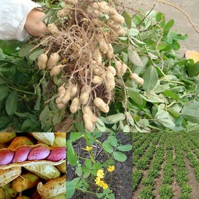 ถั่วลิสงเวอจิเนียจัมโบ้ (Virginia peanut) / 25 เม็ด