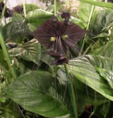 ว่านค้างคาวดำ / 200 เม็ด