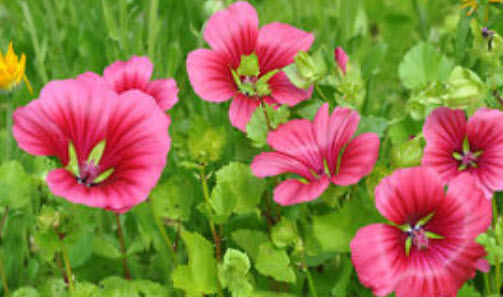 มาโลป (Malope trifida) คละสี / 150 เม็ด (UK)