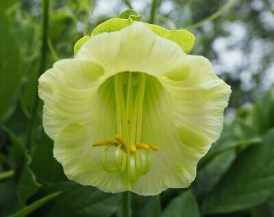 แคทเธอดรัล เบลล์ (Cathedral Bells) สีม่วง+ขาว / รวม 4 เม็ด (Ukraine)