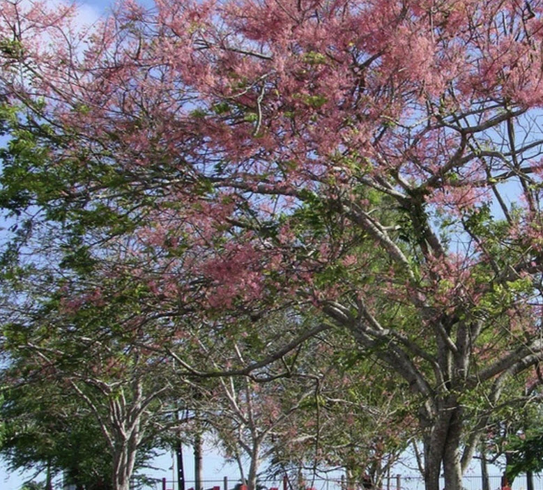 กาฬพฤกษ์ หรือกาลพฤกษ์ (Pink Shower Tree) / 25 เม็ด (P2S)