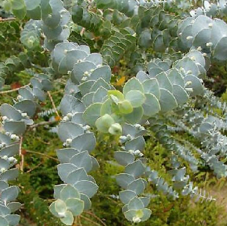 ยูคาลิปตัส เบบี้บลู (Eucalyptus - Baby Blue) / 10 เม็ด (Portugal)