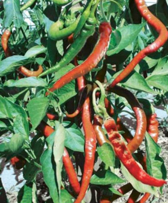 พริกรัสเซีย สีแดง / 20 เม็ด (Ukraine)