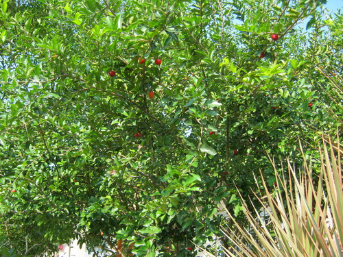 ต้นเชอรี่สเปน หรือมะยมแดง (Surinam cherry) ขนาดเล็ก