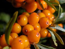 ซีบัคธอร์น (Sea Buckthorn) / 100 เม็ด (Portugal)
