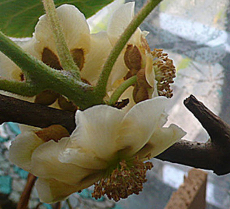 กีวี (Kiwi) / 100 เม็ด (นอก)