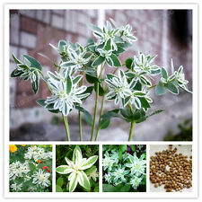 ยูฟอร์เบีย มาร์จินาต้า (Euphorbia Marginata) / 25 เม็ด