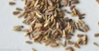 แอสเตอร์ (Aster) คละ / 500 เม็ด