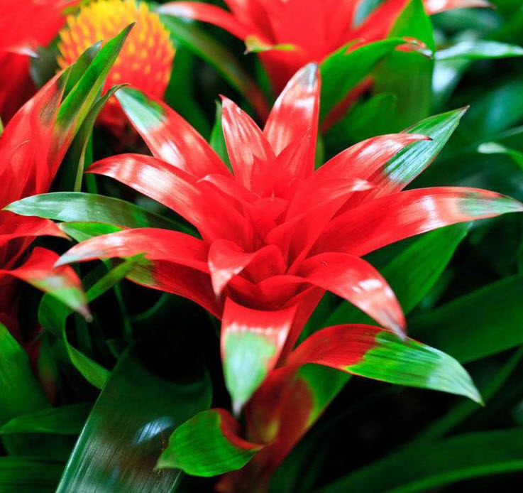 สับปะรดสี (Bromeliad) คละ / 20 เม็ด (นอก)