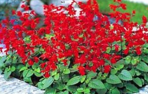 ซัลเวีย (Salvia / Coccinea) สีแดง / 300 เม็ด (UK)