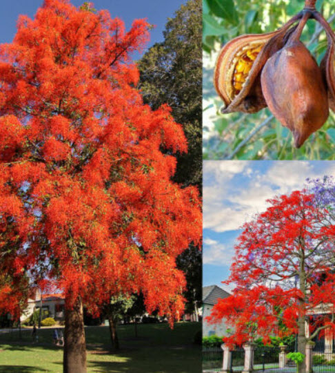 เพลิงภาณุ (Illawarra Flame Tree) / 5 เม็ด (Portugal)