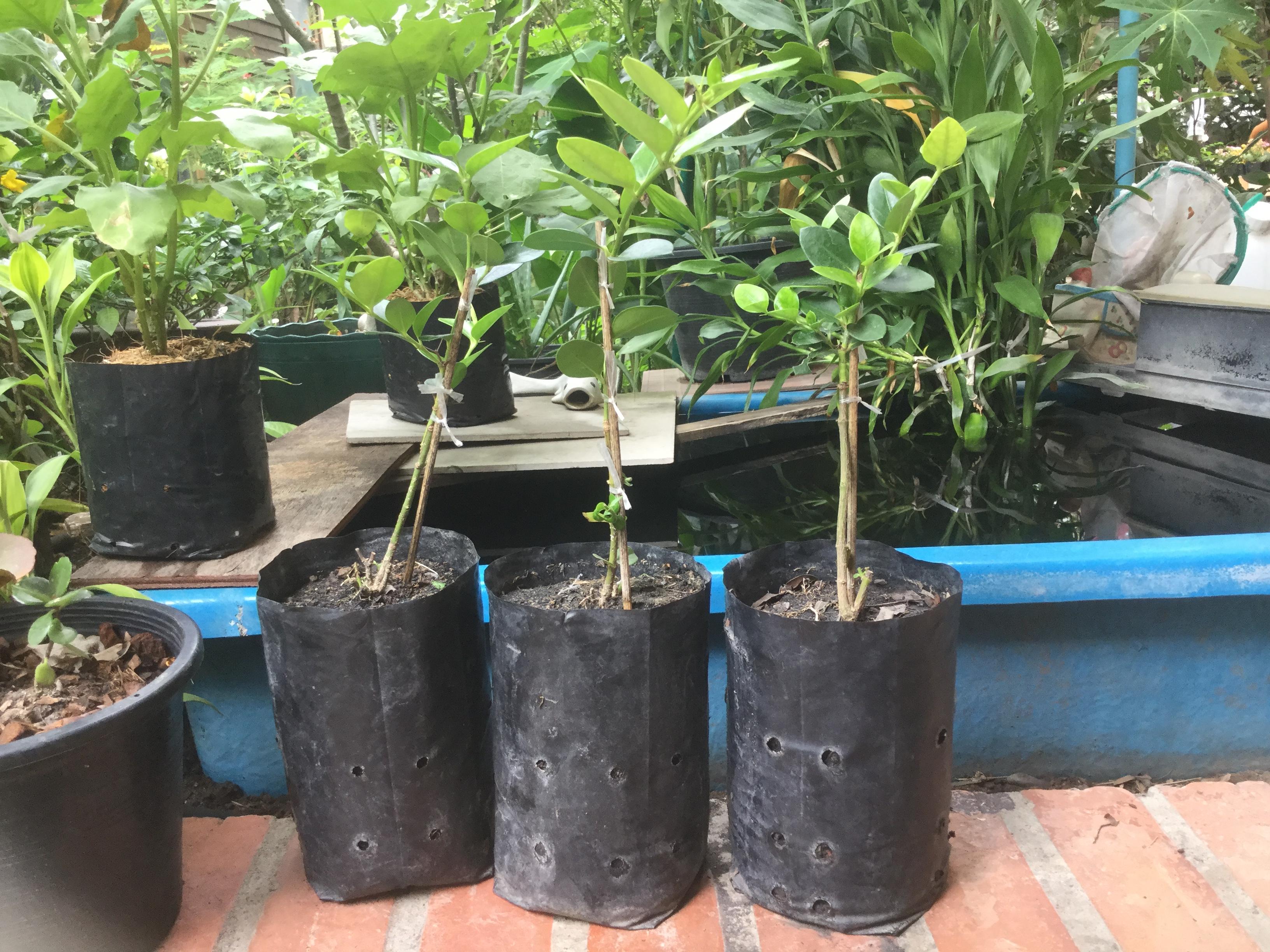 ต้นมะนาวโห่ญี่ปุ่น สูง 20-30 ซ.ม. / ต้น